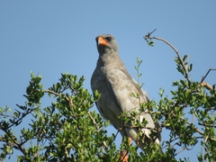 Melierax canorus canorus