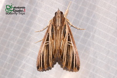 Ercheia ekeikei