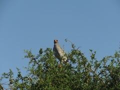 Melierax canorus canorus