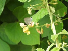 Hemiargus hanno