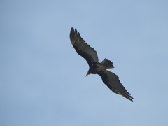 Cathartes burrovianus