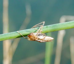 Neoscapteriscus vicinus