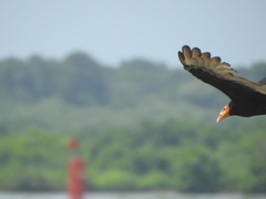 Cathartes burrovianus