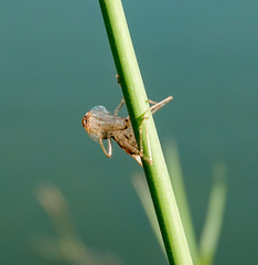 Neoscapteriscus vicinus