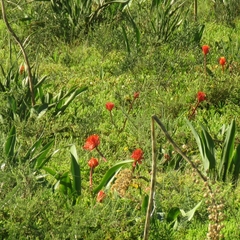 Haemanthus coccineus