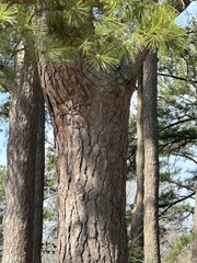Pinus taeda