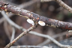 Panellus mitis