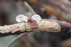 Panellus mitis