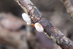 Panellus mitis