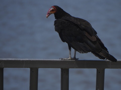 Cathartes burrovianus