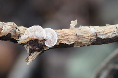 Panellus mitis