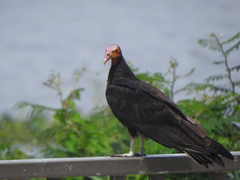 Cathartes burrovianus