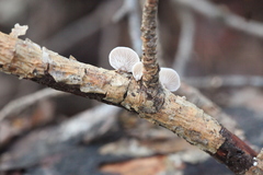 Panellus mitis