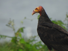 Cathartes burrovianus