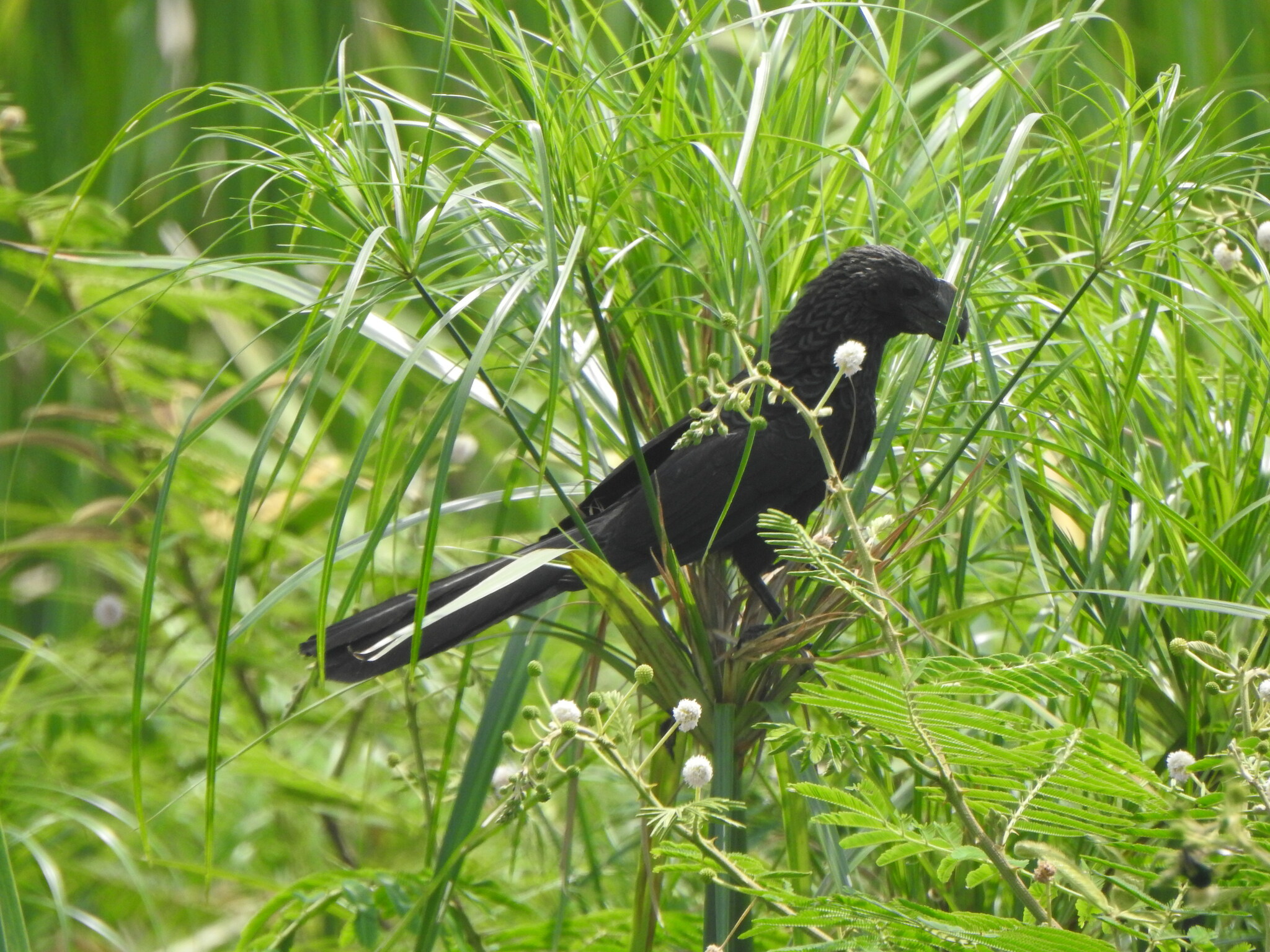 garrapatero pico liso, smooth-billed ani