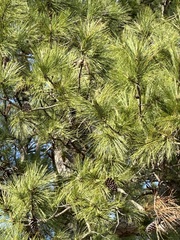 Pinus taeda