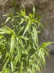Brickellia longifolia
