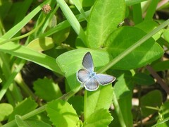 Hemiargus hanno