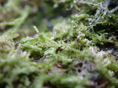 Cephalozia bicuspidata