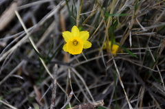 Narcissus
