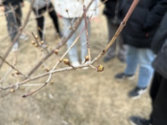 Cornus officinalis
