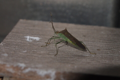 Paradasynus spinosus