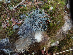 Pilophorus acicularis