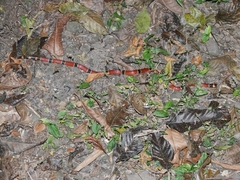 Micrurus nigrocinctus