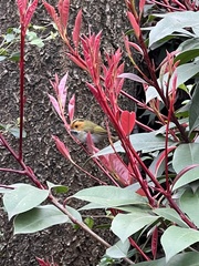 Abroscopus albogularis