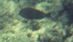 Acanthurus nigrofuscus