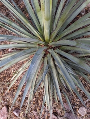 Agave palmeri