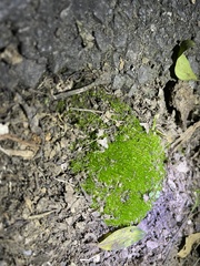 Ptychostomum capillare