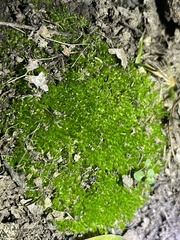 Ptychostomum capillare