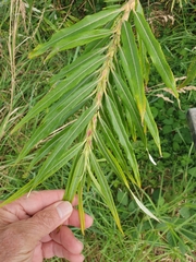 Salix viminalis