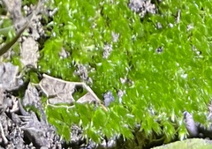 Ptychostomum capillare