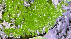 Ptychostomum capillare