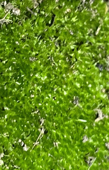 Ptychostomum capillare