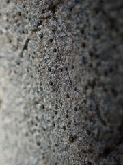 Arthonia phaeobaea