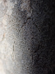 Arthonia phaeobaea