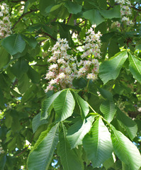 Aesculus
