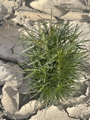 Oligomeris linifolia