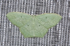 Maxates centrophylla