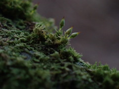 Orthotrichum pulchellum