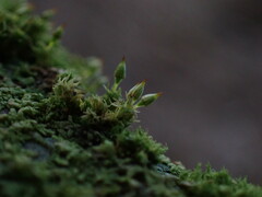 Orthotrichum pulchellum