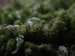 Plenogemma phyllantha