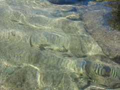 Abudefduf abdominalis