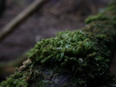 Plenogemma phyllantha