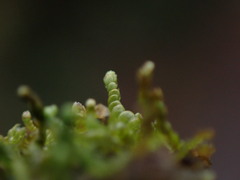 Odontoschisma denudatum