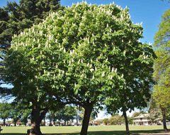 Aesculus
