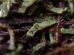 Douinia ovata